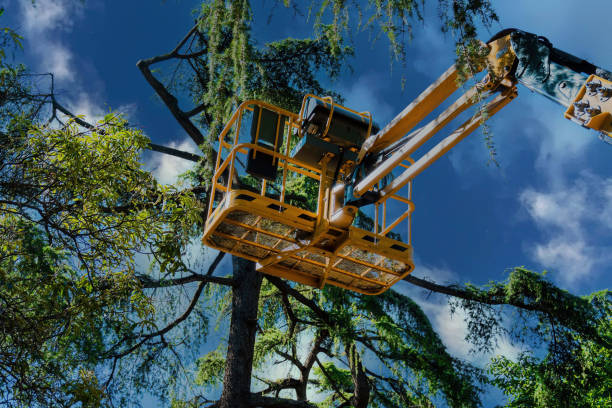 Reliable Valdese, NC Tree Removal and Landscaping Services Solutions